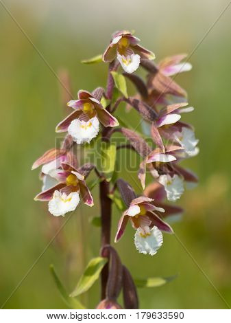 Flowers Of Wild Orchid