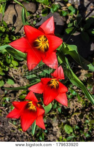 First three spring tulips in the sunshine