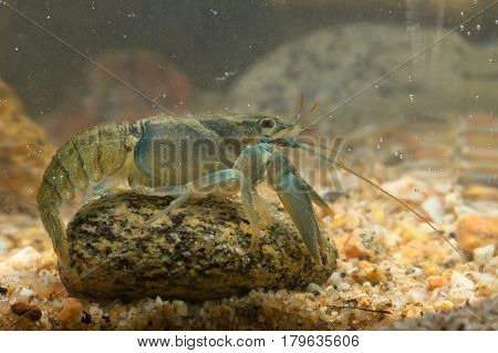 European Broad-fingered Crayfisch