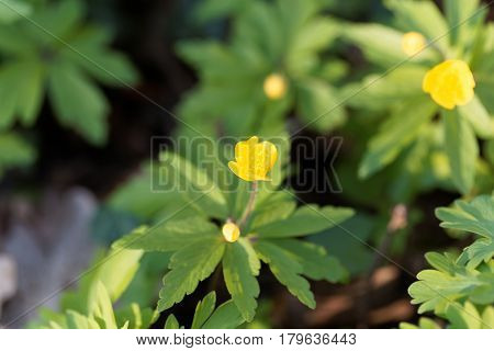 Flowers of a yellow anemone (Anemone ranunculoides)