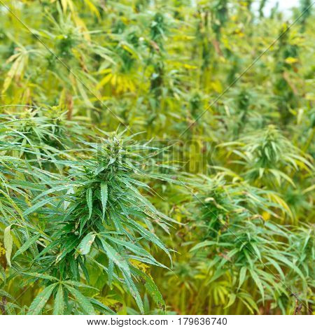 Hemp Buds Field