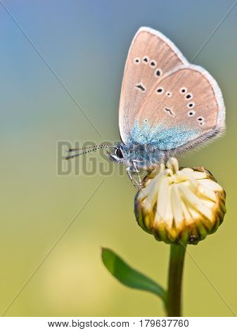 Mazarine Blue Butterfly On A Flower