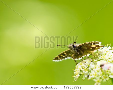 Butterfly Warming Its Wings In The Sun