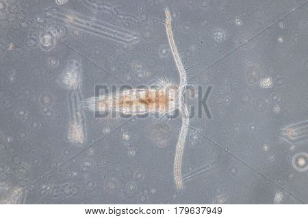 Copepod are a group of small crustaceans found in the sea and nearly every freshwater habitat.