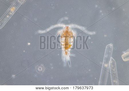 Copepod are a group of small crustaceans found in the sea and nearly every freshwater habitat.