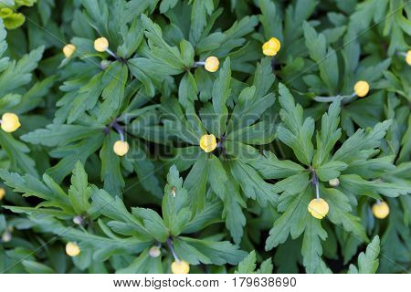 Flowers of a yellow anemone (Anemone ranunculoides)