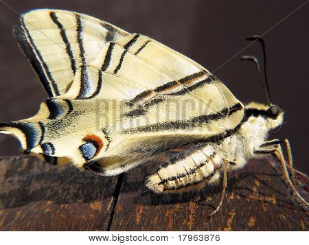 ผีเสื้อ Machaon ตั้งอยู่บนไม้เดิม