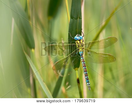 Dragonfly Resting On A Leaf