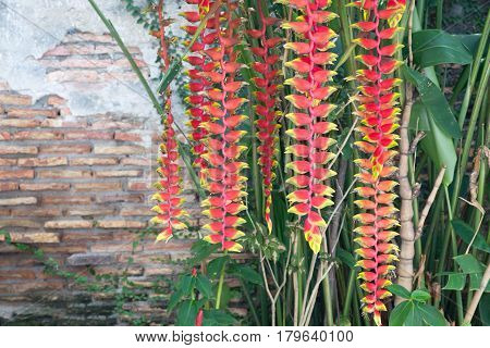 Hanging lobster claw (Heliconia rostrata) flower in the garden