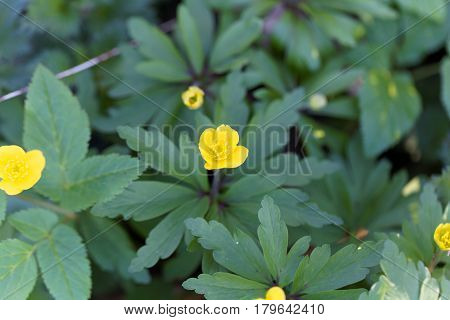 Flowers of a yellow anemone (Anemone ranunculoides)