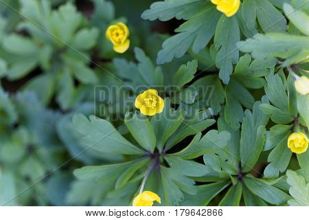 Flowers of a yellow anemone (Anemone ranunculoides)