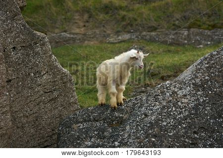 Cute Young Little white goatling with horns bleating and climbing on the rock.