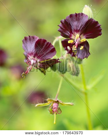 Dusky cranesbill (Geranium phaeum) in bloom on green background