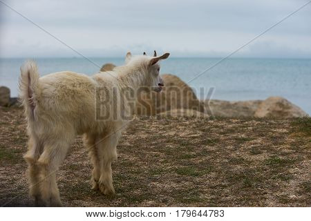 White little wild mountain horned goatling standing and Bleating on the gray rock under the bright sunlight near the blue sea.