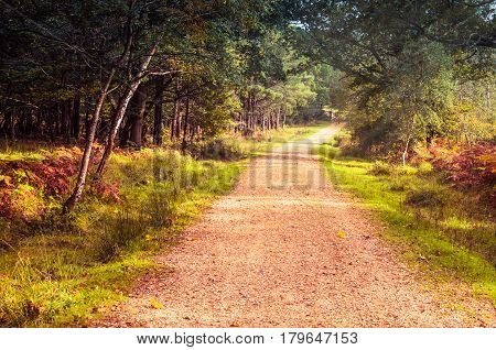 Road going through the forest in autumn season
