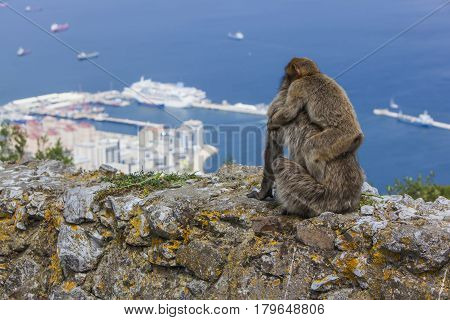 Baby monkey sitting on the back of your mother and admire the beautiful landscape