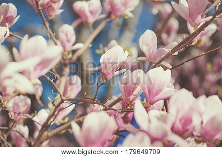 magnolia soulangiana or soulangeana wildly blossoming during spring time in Europe