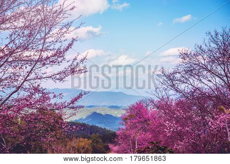 background nature natural mountain views. The flowers cerasoides. khunwang chiangmai thailand.