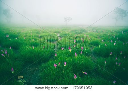 Wallpaper background garden park outdoor fog down flower garden Curcuma sessilis..thailand Tropical forests
