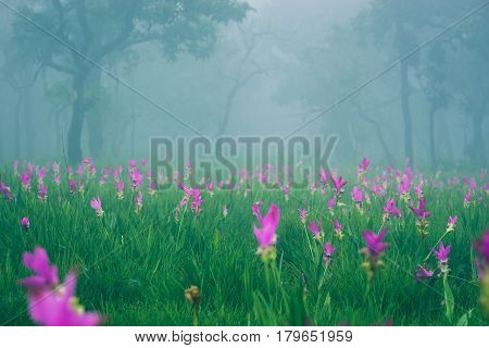 Wallpaper background garden park outdoor fog down flower garden Curcuma sessilis..thailand Tropical forests