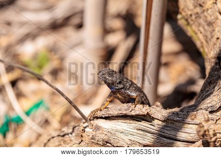 Western Fence Lizard Called Sceloporus Occidentalis