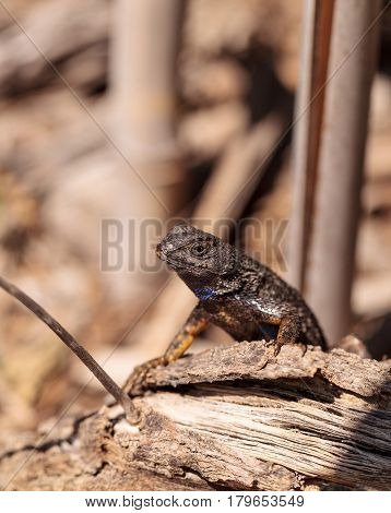 Western Fence Lizard Called Sceloporus Occidentalis