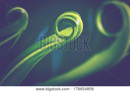 Natural background of green leaves. Background Asplenium nidus
