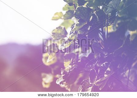 background blur natural and light background in the park. Background blurred leaves Morning sunlight. Polyscias leaves