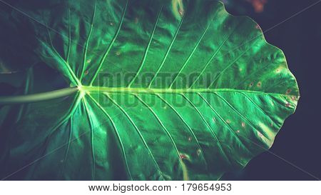 Natural background of green leaves. Background leaves green. elephant ear plant leaves