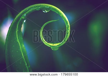 Natural background of green leaves. drop of water. Background Asplenium nidus