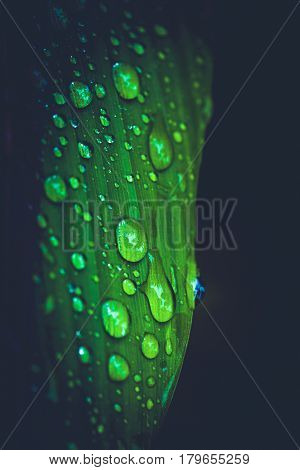 Natural background water droplets on leaves. Curcuma zanthorrhiza