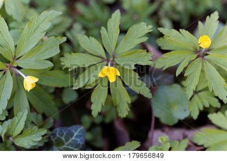 Flowers of a yellow anemone (Anemone ranunculoides)