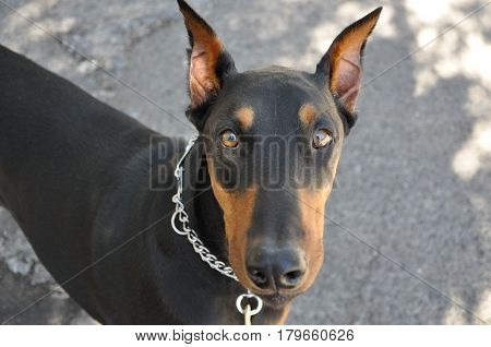 Cute face of a doberman pinscher dog.