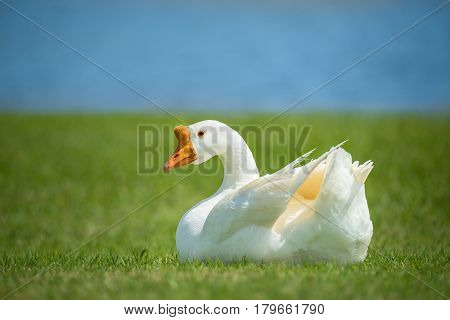 White Chinese Goose also known as Swan Goose (Anser cygnoides) sitting in green grass by lake