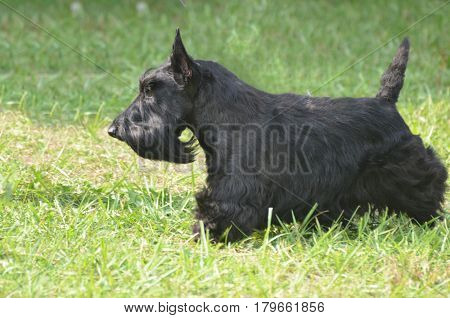 Great side profile of a Scottish terrier dog.