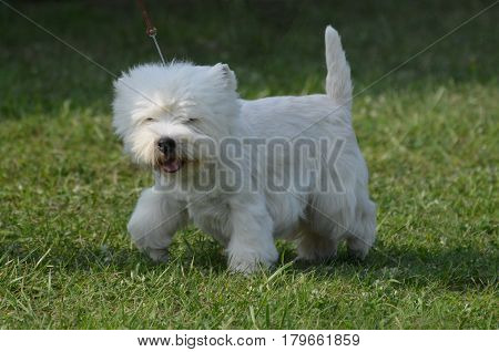 Cute west highland white terrier walking on a leash.