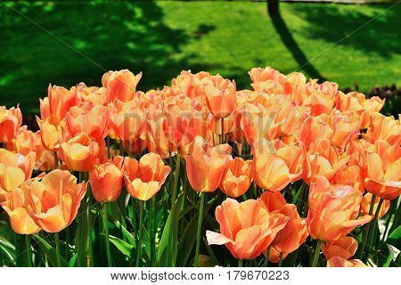 Tulips in Gulhane Park Sultan Ahmet Istanbul Turkey.