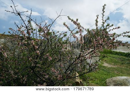 Beautiful nature scene with blooming cherry tree . Sunny day. Spring flowers. Beautiful Orchard. Abstract blurred background. Springtime.Spring blossom background.