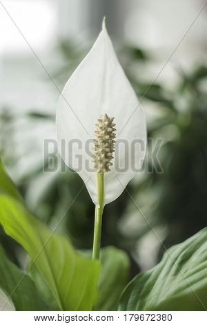 picture of a blossoming white flower at home