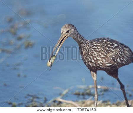 Limpkin bird eating a mussle
