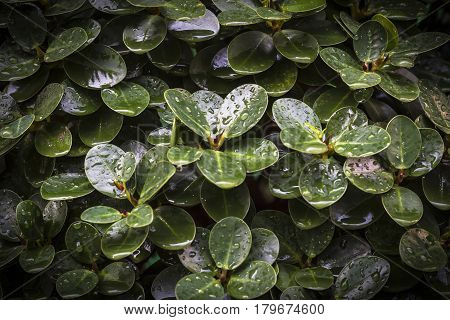 Natal plum green leaf with water droplet natural background.