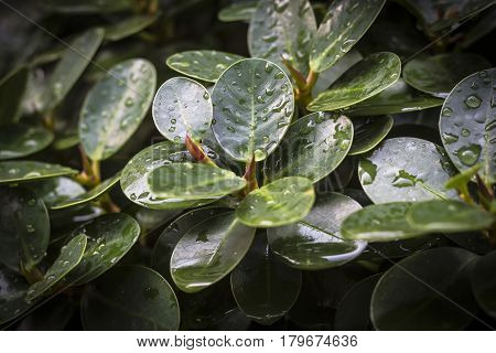 Natal plum green leaf with water droplet natural background.