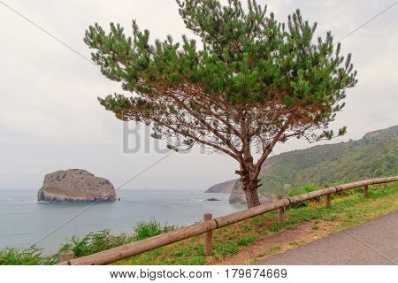 Coniferous green tree cedar on the seashore. The sea in a haze cloudy summer day after a rain the high sea coast