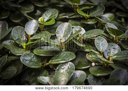 Natal plum green leaf with water droplet natural background.