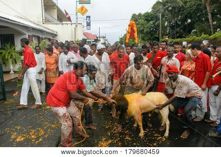 Hindu Celebration Of Pandiale At Saint Andre On La Reunion