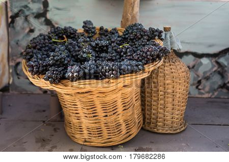 bunches of red grapes in a wicker basket and carboy