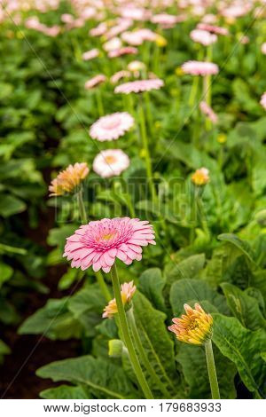 Closeup of a mature pink Gerbera flower between some budding other flowers in the glasshouse of a specialized Dutch Gerbera cut flower nursery.