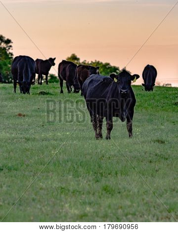 Black Angus cows in spring pasture at sunset in vertical format