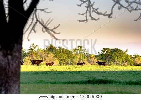 Agricultural background - Cattle on spring pasture during golden hour
