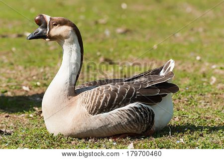 Swan Goose. Anser Cignoides. Chinese Goose.